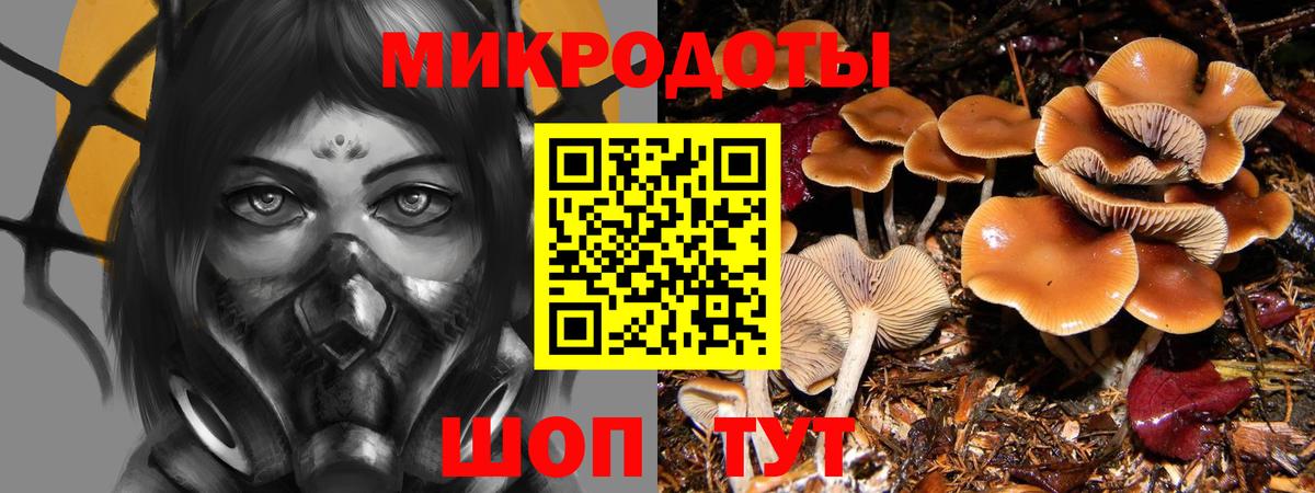 Галлюциногенные грибы Psilocybine cubensis Горячий Ключ